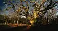 The Major Oak, 2013