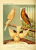 Canary and linnet hybrid illustration