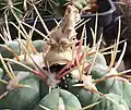 Fruit