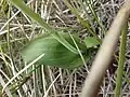 leaf