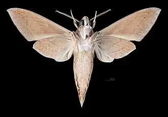 Male ventral view