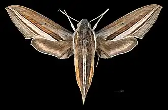 Female dorsal