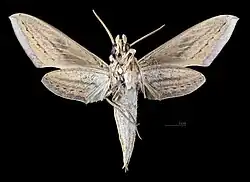 Male ventral