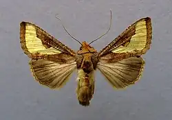 Thysanoplusia orichalcea
