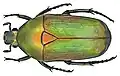 Tmesorrhina viridicincta fuscosuturalis