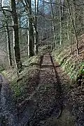Track in Workmans Wood