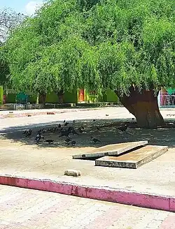 Image 26Neem tree at Sant Nenuram Ashram (from Trees of Pakistan)