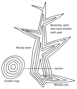 Image 4Diagram of secondary growth in a eudicot or coniferous tree showing idealised vertical and horizontal sections. A new layer of wood is added in each growing season, thickening the stem, existing branches and roots. (from Tree)