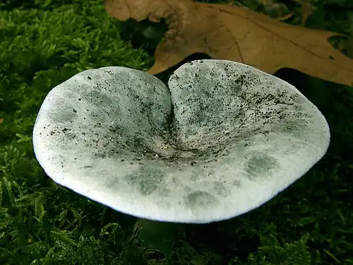 Faded cap
