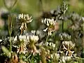Trifolium repens in Kullu District of Himachal Pradesh, India