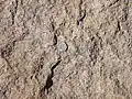 Close up of "E" bed of the Tsherige Member. U.S. quarter dollar (2.4 cm) for scale.