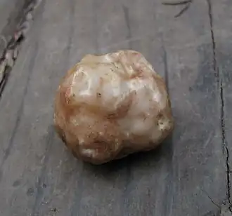 Fruit body