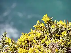 Ulex densus