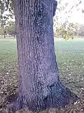 Bole