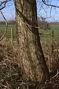 Plot bark, Laxton, Northamptonshire
