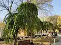 Ulmus pumila 'Pendula' in Urumqi Botanical Garden, Xinjiang, China