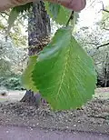 Leaves of same