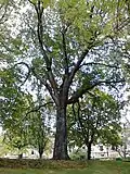 Branching