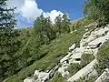 Subalpine forest in Onsernone (2022)