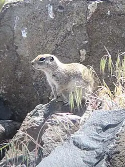 Brown squirrel