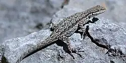Big Bend tree lizard (Urosaurus ornatus schmidti), in situ, Culberson County, Texas