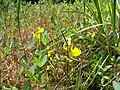 Horned bladderwort