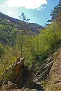 Habitat of Satyrus ferula (Val Noci, Genoa, Italy, about 500 m a.s.l.)
