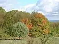 Therfield Heath