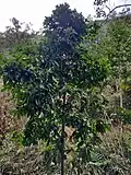 Young sapling