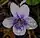 Viola rostrata, longspur violet, Mink River Estuary
