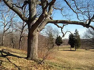 Waverly Oaks