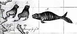 The animal is lying on the ground, a side view. It has a big head, a big eye, several vertical folds on the body, a hook-like hand, and a serrated tail fluke lying horizontally on the ground.