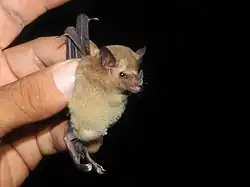Brown bat