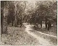 Where two paths meet, (Five Dock) c1904-5