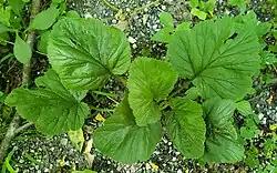 Summer growth