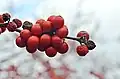 Fruit in the winter