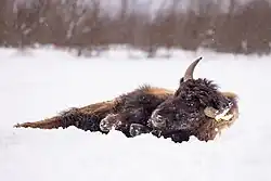 Wallowing in snow.