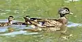 Hen with two of her young swimming behind