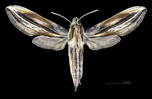 Female, dorsal view