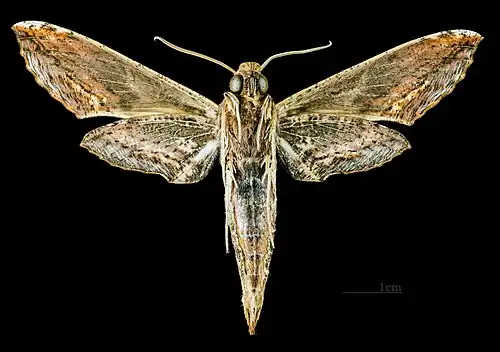 Male ventral MHNT