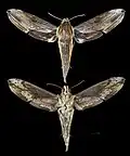 Xylophanes dolius