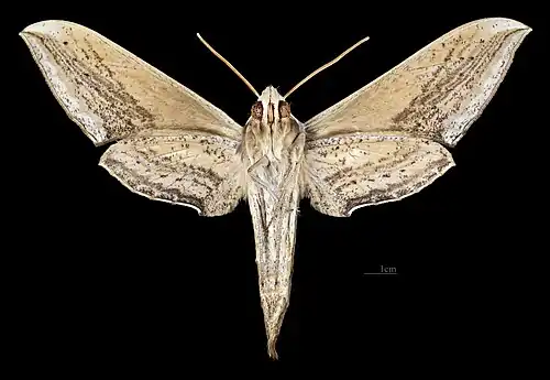 Female ventral