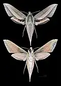 Xylophanes loelia