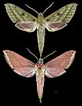 Xylophanes mirabilis