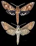 Xylophanes rufescens