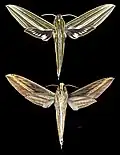 Xylophanes titana