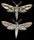 Xylophanes xylobotes