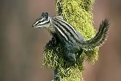 Gray chipmunk