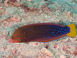 Female