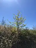 Thorny shrubs, such as blackthorn, may then act as nurse shrubs for the developing oaks.